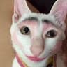 Bek Que