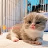 CL House Pet Shop