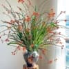 Thắm Nguyễn