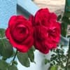 Rosy