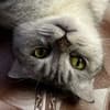 Ming Ming