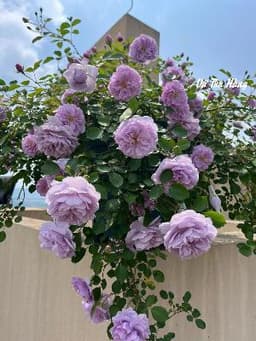 A UYỂN - Nhân Trí