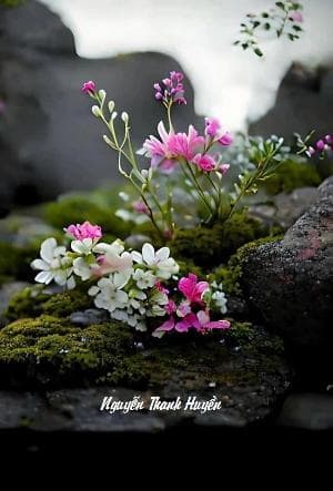 CƠN MƯA ĐÚNG LÚC