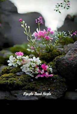 CƠN MƯA ĐÚNG LÚC