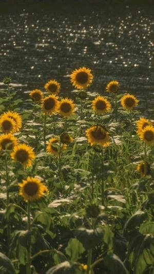 Lời nói dối dịu dàng