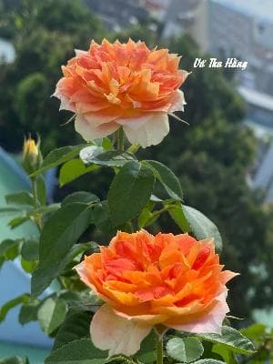 TRÔNG EM RẤT GIỐNG CÔ ẤY